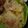 Cooksnap dari Purbo Sukmono untuk resep Tempe Mendoan Crispy #Masakan Khas Banyumas