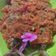 Cooksnap dari Leany Kitchen untuk resep Mujair Bakar Rica