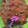 Cooksnap dari Leany Kitchen untuk resep Mujair Bakar Rica