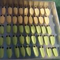 Cooksnap dari Raihana Faza untuk resep Cookies Ulat / Semprit Susu (5 Bahan, Ekonomis & Mudah)