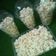 Aysher Babangida (Ayshert Cuisines)'s cooksnap of when they made Homemade milk popcorn.