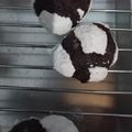 Cooksnap dari aida utami untuk resep Brownie Crinkle Cookies