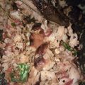Cooksnap dari Bernike Erni untuk resep Sambel panggang ala semarang
