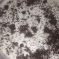 dailycooking's cooksnap of when they made No Churn Cookies and Cream Ice Cream.