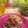 El cooksnap de Klaus Ambriz cuando hizo Cochinita pibil estilo yucateca.