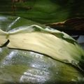 Cooksnap dari Gimbull untuk resep Otak otak ayam tanpa tepung mpasi 9 bulan +