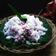 Cooksnap dari Putri(Dapur Ryuna)✅ untuk resep Klepon buah naga