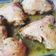 La cooksnap de Annett Vanessa cuando cocinó Muslos de Pollo Horneados a las Finas Hierbas