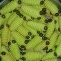 Cooksnap dari Siti Munawaroh untuk resep Kuker ulat ijo teflon