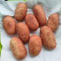 Cooksnap dari putrinovelda untuk resep Roti Gendang / Luti Gendang Tarempa