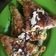 Cooksnap dari Eggy R Yuniar untuk resep Roti Tawar Goreng #PR_HomemadeStreetFood