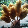 Cooksnap dari Bunda Olla untuk resep Mie gulung telor/Sempol mie