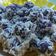 Cooksnap dari Hazimah Syahari untuk resep Klepon Ubi Ungu