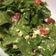 El cooksnap de Lena T cuando hizo Aderezo Francés para Ensaladas.
