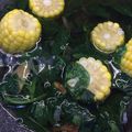 Cooksnap dari jehaw untuk resep Sayur Bening Daun Katuk utk IBU Menyusui