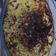 El cooksnap de elaine cuando hizo Pastel de choclo con carne.