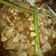 Cooksnap dari Tria's Kitchen untuk resep Sate Ayam Manis (Tanpa Bumbu Kacang)
