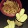 Cooksnap dari ula ulie untuk resep Lidah kucing