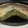 El cooksnap de Antonia Arancibia cuando hizo Tarta de acelga en crudo Super fácil 🥬🥬🥬🥬🫑🫑.