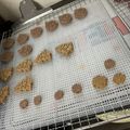 莫鹿 的 倉鼠專屬磨牙餅乾～（烘乾機 cooksnap