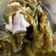 Cooksnap dari Sylvia untuk resep Sup Baikut Sayur Asin