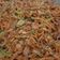 Cooksnap dari Dessy Saleh untuk resep Mie Gomak khas Medan