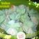 Cooksnap dari Entrikitchen untuk resep Bolu kukus mekar