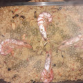 El cooksnap de Miriam Silva Jimenez cuando hizo Paella De Mariscos Express Súper Fácil.