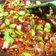 Cooksnap dari Eli naomii untuk resep Sambal Bawang Cumi Asin Pete