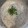 Anita Kis Cooksnap-ja, amikor elkészítette a(z) Gombakrémleves receptet.