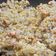 Cooksnap dari Wok by Celi untuk resep Salmon Chahan (Nasi Goreng Salmon)