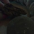 El cooksnap de Ailen Regulez cuando hizo Galletitas de chocolate.