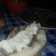 El cooksnap de Esteban Morris Donoso Sandoval cuando hizo Pan completos o copihue.