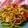 Cooksnap dari Deedee Rasuan untuk resep Mie gomak goreng khas Medan