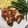 mfno's cooksnap of when they made Bacon Wrapped Cream Cheese Stuffed Chicken Breasts.