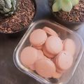 Cooksnap dari Annie Namie untuk resep Macaron-Oat Flour (French Meringue)