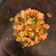 Cooksnap dari Pamela untuk resep Sayur Capcay Salmon (MPASI 1Y)