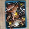 Cooksnap dari Sugeng Genk's Prayitno untuk resep 3. Seafood Tumplek (Kepiting/Cumi/Udang/Kerang) Asam Manis