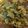 Ummay Salma's cooksnap of when they made সিম ও আলু দিয়ে লাউ শুক্তো.