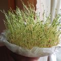 El cooksnap de Alfredo Salazar cuando hizo Lentejas germinadas.
