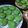 Cooksnap dari Nani Setiati untuk resep Kuih Bakar ala Malaysia