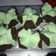 Cooksnap dari Dewi Sintha untuk resep Bolu Kukus Mekar Stroberi Cokelat, Tanpa Soda & Cukup 1 Telur