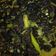 Cooksnap dari Melani Permata Sari untuk resep Masak santan cabe rawit siput hisap/sedut/mata merah