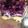 lrodriguez922002's cooksnap of when they made *Blueberry Swirl Cheesecake Bars*.