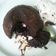 Cooksnap dari kurnia laila untuk resep Molten Lava Cake - Chocolate