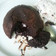 Cooksnap dari kurnia laila untuk resep Molten Lava Cake - Chocolate