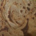 Sapna Gupta का कुकस्नैप जब उन्होंने लच्छा पराठा(फ्लैट ब्रेड थीम) (Lacha paratha(flat bread theme) recipe in hindi) बनाया था।
