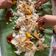 Cooksnap dari Jahra hafizhah Octaviani untuk resep Nasi Liwet Sunda (Magic Com)