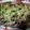 陳詩尊 的 [豆豉辣椒小卷]電鍋版 簡易家常菜 cooksnap