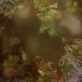 Cooksnap dari Amirah Abdul Aziz untuk resep Sop Kambing a-la Indi